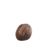 CONCHA – вазна 32,5x10x24cm